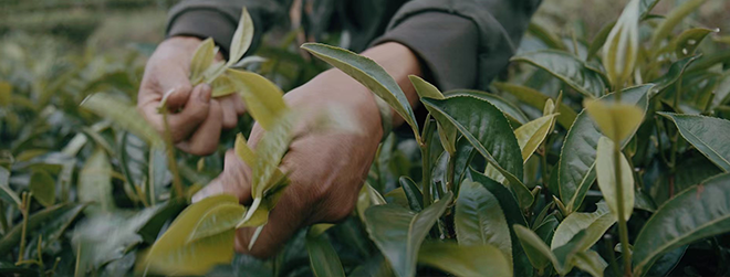 Tea packaging and sustainability